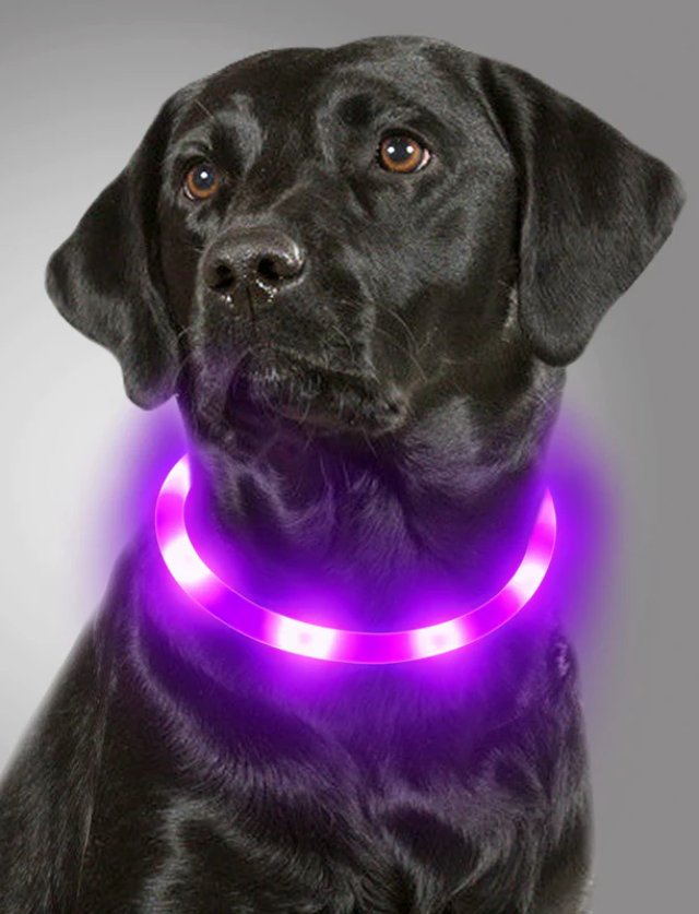 Black dog wearing a Pawden rechargeable LED glow collar lit purple for night safety